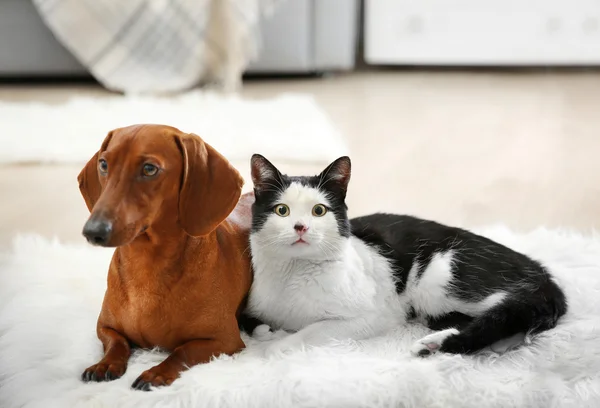Hermoso gato y perro salchicha en la alfombra, interior — Foto de Stock