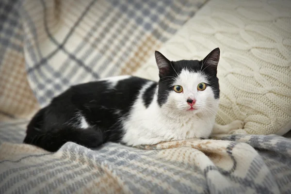 Beautiful cat on plaid — Stock Photo, Image