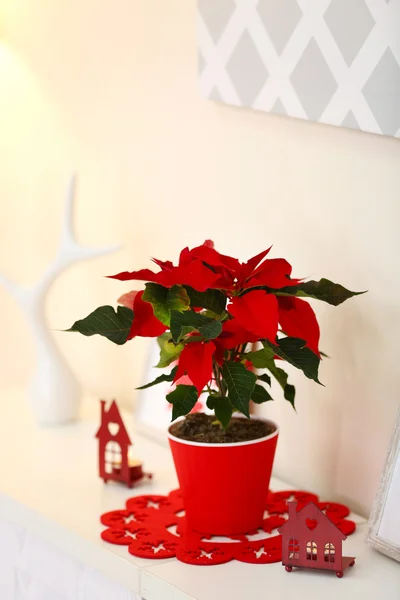Vánoční hvězda vánoční květiny a dekorace na polici, na světlé pozadí — Stock fotografie