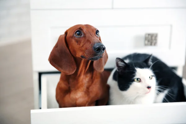 Çekmeceli içinde oturan güzel kedi ve dachshund köpek — Stok fotoğraf