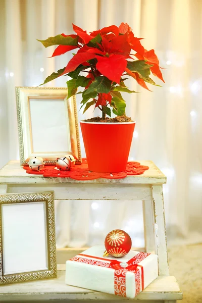 Navidad flor poinsettia interior — Foto de Stock