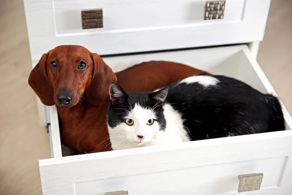 Beau chat et dachshund chien assis dans la commode — Photo