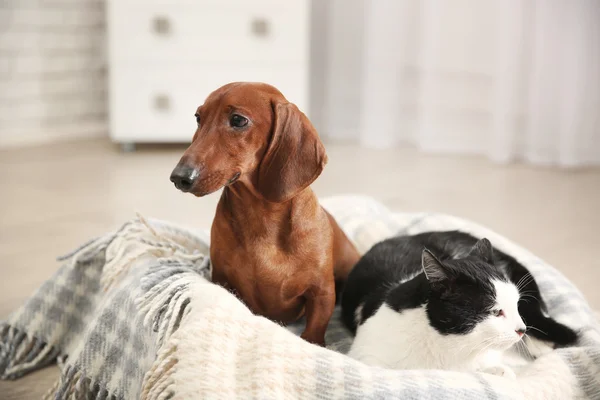 Piękny kot i jamnik pies na pled — Zdjęcie stockowe