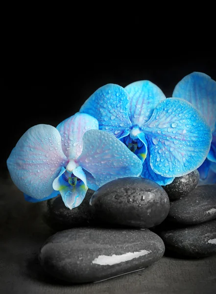 Schöne Wellness-Komposition mit blauer Orchidee und Steinen — Stockfoto