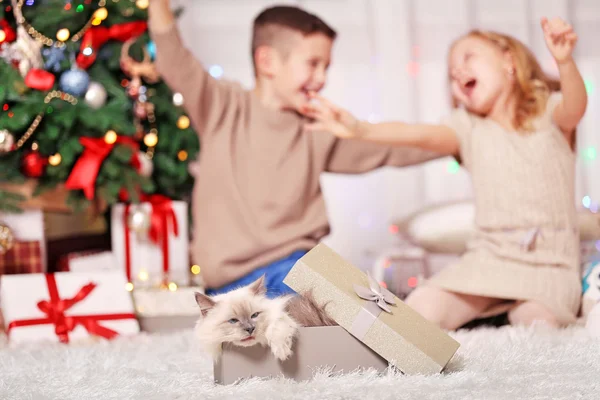 Çocuk ve bir kutu içinde kabarık kedi — Stok fotoğraf