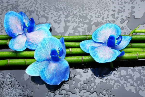 Belle composition avec orchidée bleue et bambou — Photo