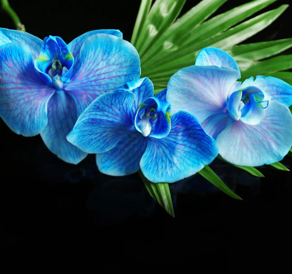 Kaunis sininen orkidea kukkia tummalla pohjalla — kuvapankkivalokuva