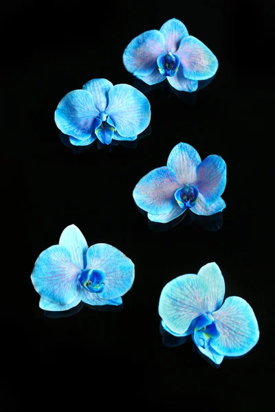 Belles fleurs d'orchidée bleue sur fond sombre — Photo
