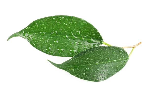 Hoja verde con gotas de agua aisladas en blanco — Foto de Stock