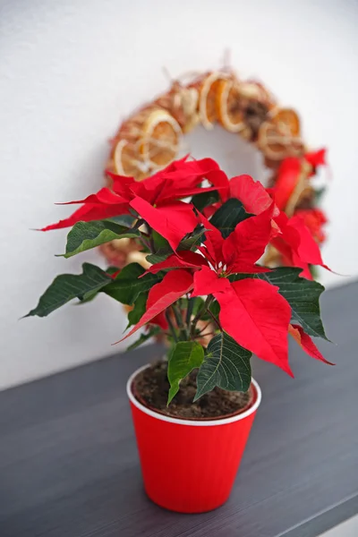 Natal poinsettia flor e decorações na prateleira, no fundo claro — Fotografia de Stock