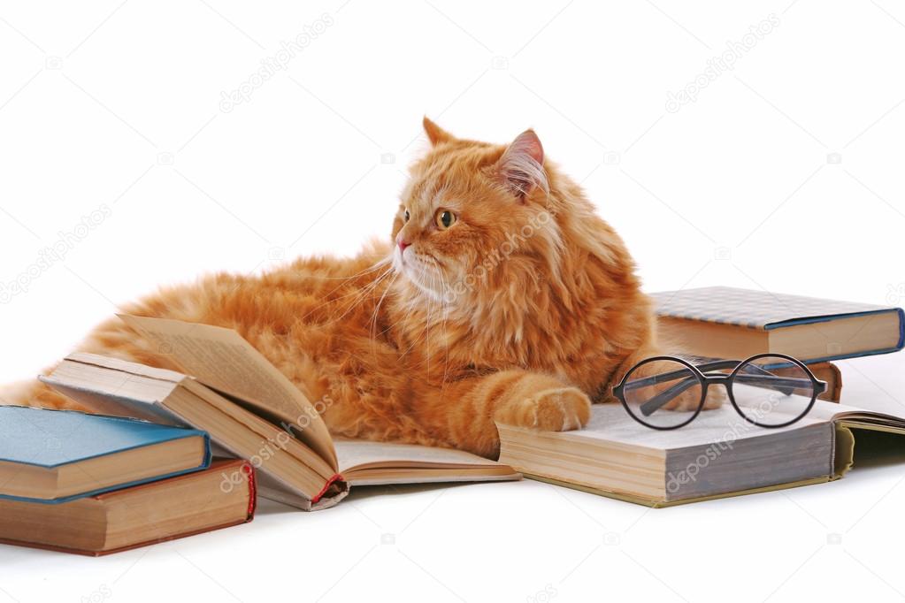 Red cat and books isolated on white