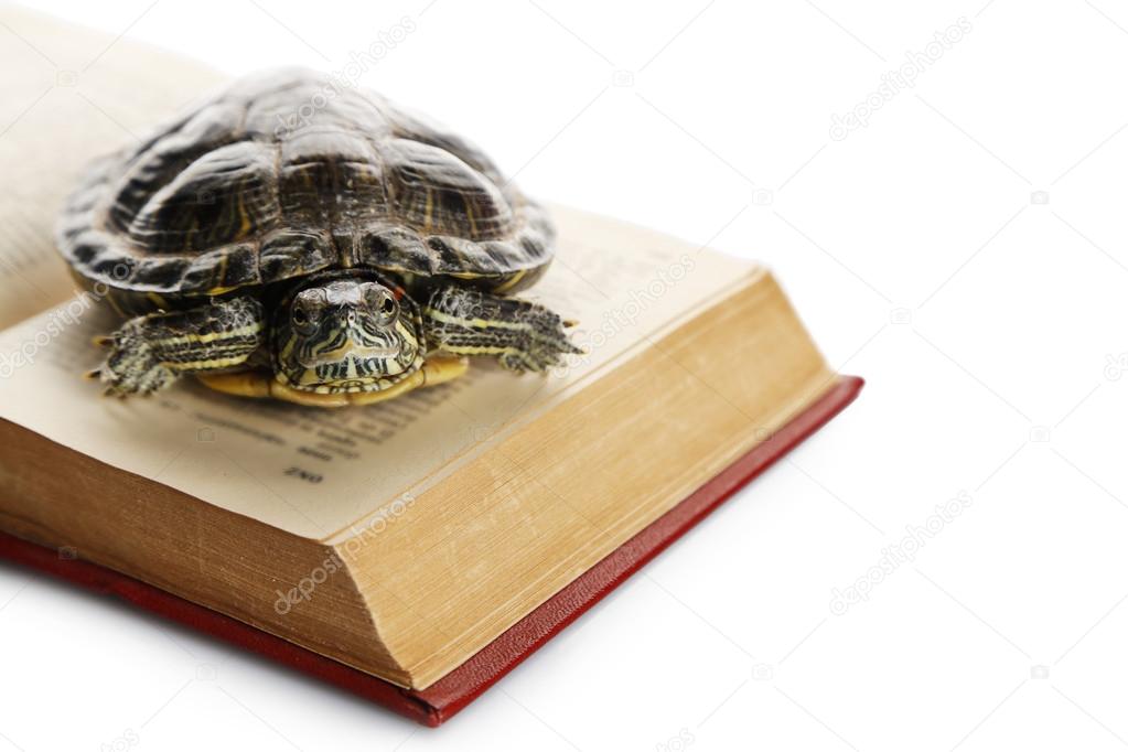 Turtle on opened book against white background, close up