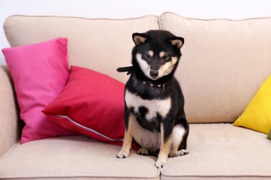 Sibu ına bir kanepe