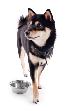 Siba Inu köpek ile bir kase
