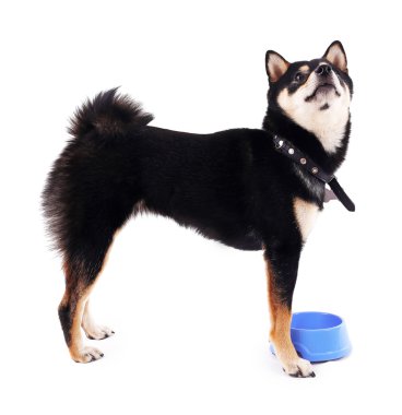 Siba Inu köpek mavi bir kase ile