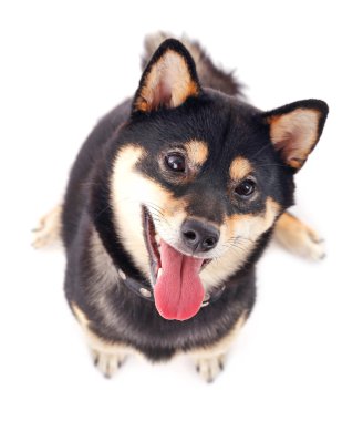 Siba Inu köpek beyaz