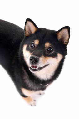Siba Inu köpek beyaz