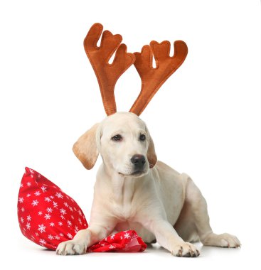 Santa çantası ile güzel Labrador geri almak