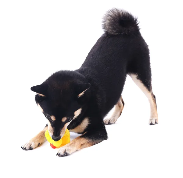 Siba inu playing with toy duck — Stock Photo, Image