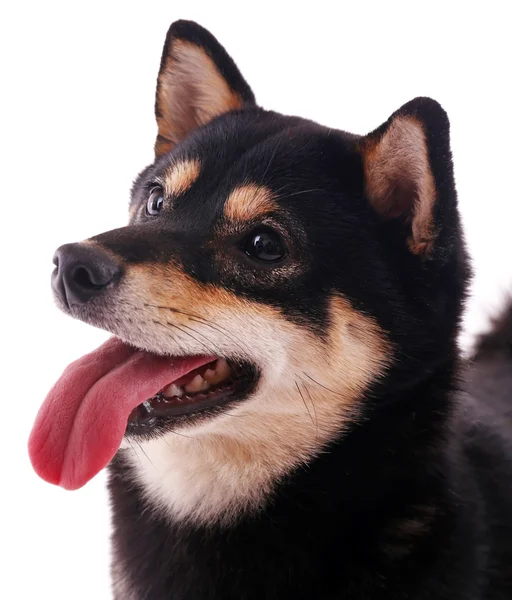 Siba inu cão em branco — Fotografia de Stock