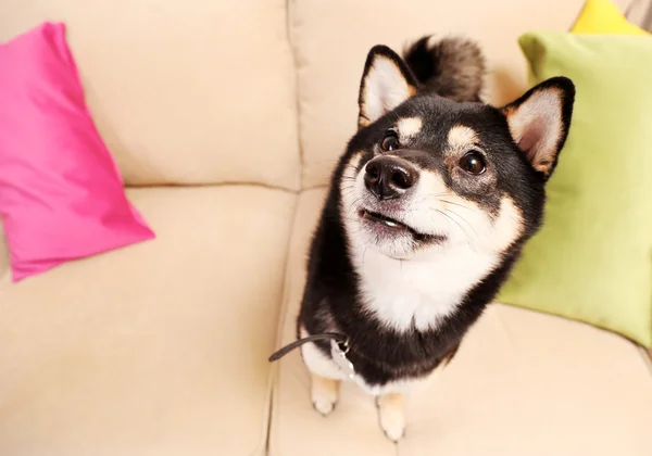 Sibu ina auf einem Sofa im Zimmer — Stockfoto