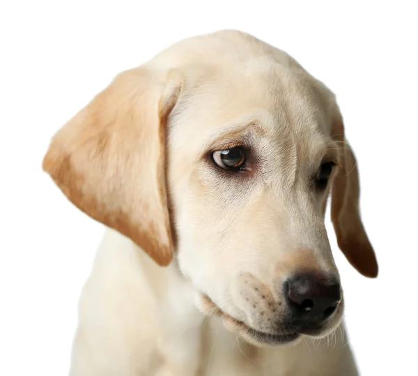 Piękny labrador retriever — Zdjęcie stockowe