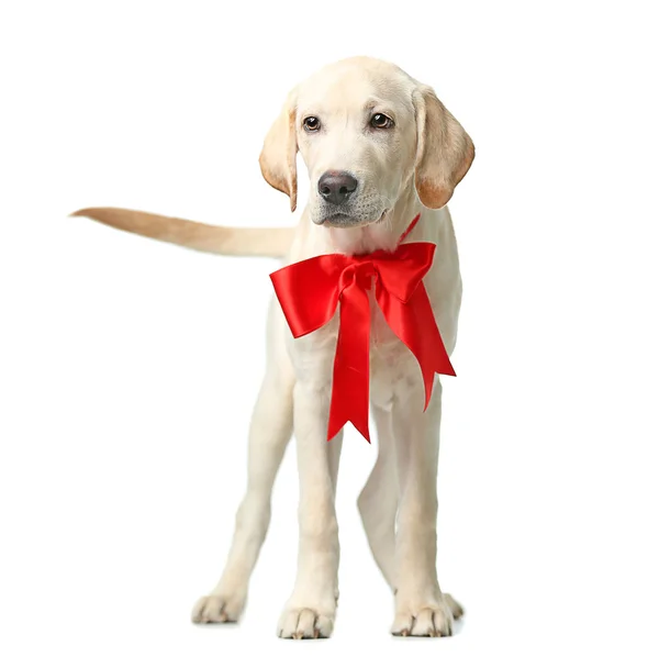 Gyönyörű Labrador retriever a piros orr elszigetelt fehér background — Stock Fotó