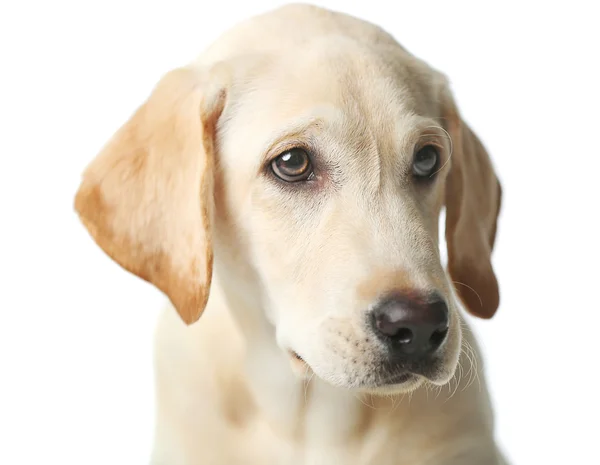 白い背景に分離された美しいラブラドル ・ レトリーバー犬の肖像画をクローズ アップ — ストック写真