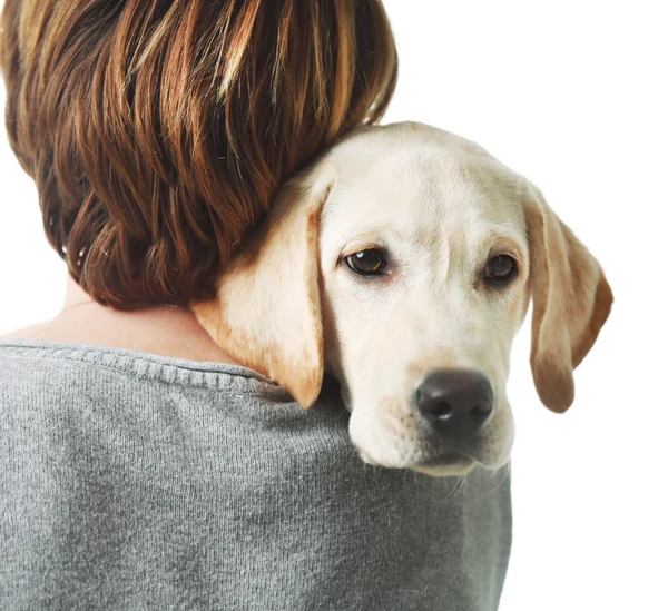 Boy holds Labrador retriever isolated — Stock Photo, Image