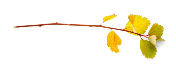 Branch with yellow leaves — Stock Photo, Image