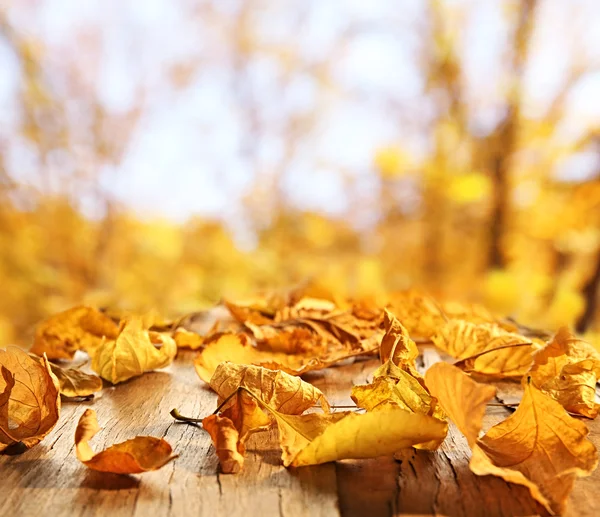 黄色の紅葉 — ストック写真