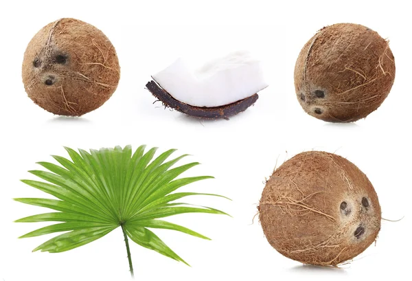 Świeżych kokosów z liść palmowy — Zdjęcie stockowe