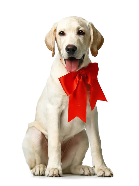 Bellissimo Labrador retriever con arco rosso isolato su sfondo bianco Immagine Stock