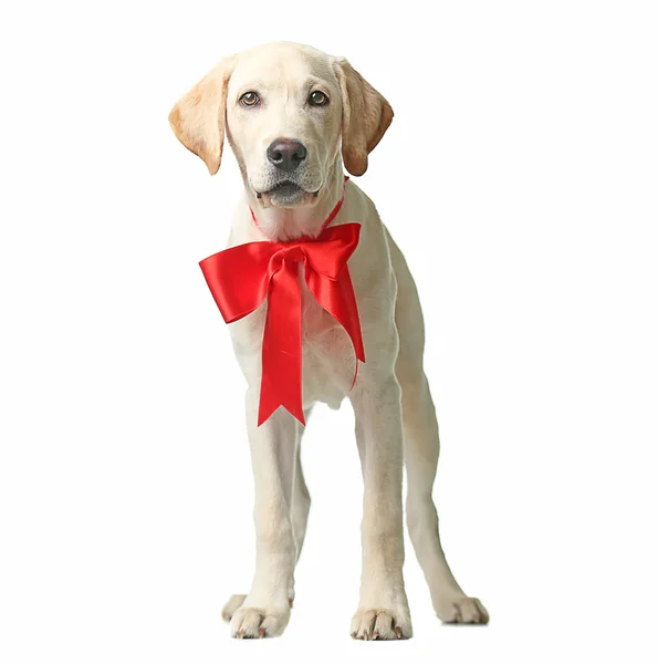 着红色蝴蝶结的漂亮拉布拉多犬。 图库照片
