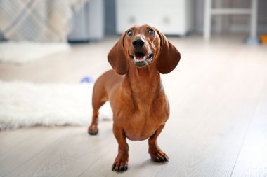 Oynayan dachshund köpek