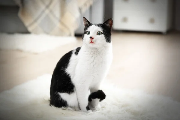 Piękny kot na dywanie — Zdjęcie stockowe