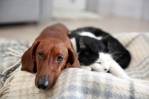 Beautiful cat and dachshund dog — Stock Photo, Image