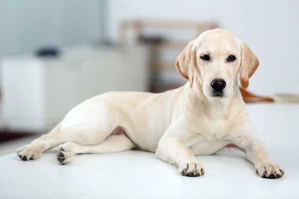 美しいラブラドル ・ レトリーバー犬 — ストック写真