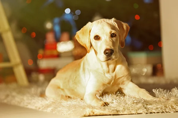 Vackra labrador retriever — Stockfoto