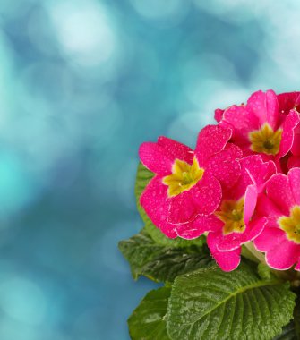 Mavi arka plan üzerinde güzel boquet