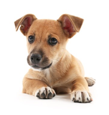 Yavru köpek beyazda izole edilmiş.