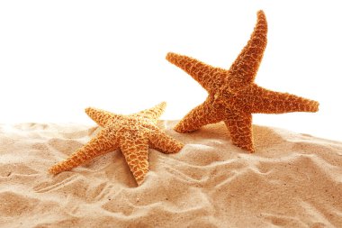 Büyük güzel starfishes  