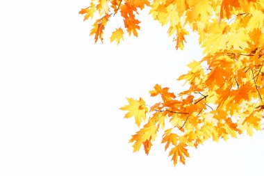 sonbahar yaprakları arka plan