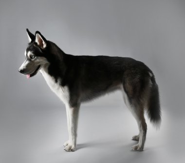 Genç Husky Grey