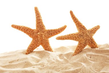 Büyük güzel starfishes  