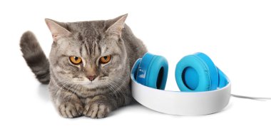 Gri kedi ile izole mavi kulaklık