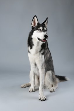Genç Husky oturan