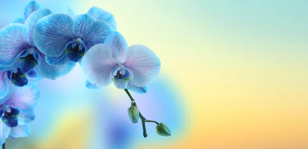 Beautiful blue orchid