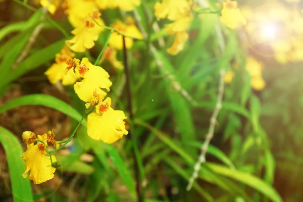 Kleurrijk volgroeid orchideeën — Stockfoto