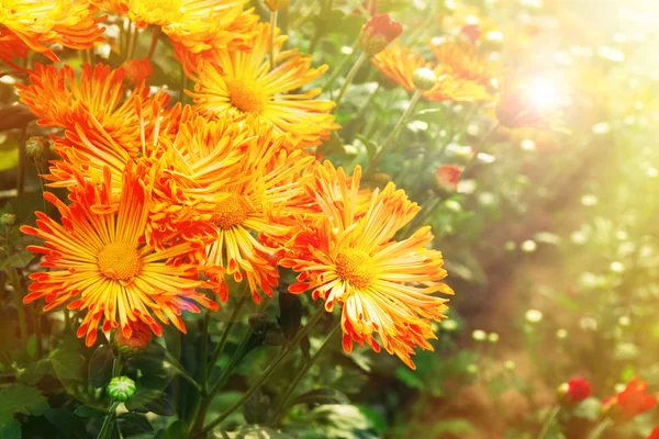 Schöne Chrysanthemenblüten — Stockfoto